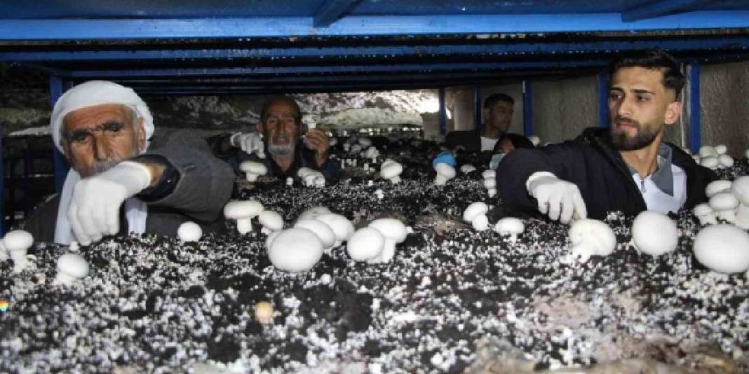 2.000 yıllık mağarayı üretim tesisi yaptı: Her ay 3 ton ürün elde ediyor 1